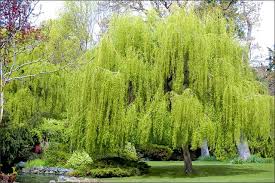 The weeping willow is an iconic giant that, when mature, reaches heights between 30 and 40 feet. Fast Growing Trees To Plant In The Fall Gardening Tips