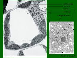 Maybe you would like to learn more about one of these? About Plant Biology Chapter Ppt Download