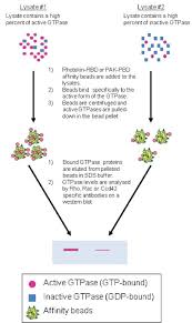 Cdc42 effector protein 1 is a protein that in humans is encoded by the cdc42ep1 gene. Rhoa Rac1 Cdc42 Combo Pull Down Activation Assay Cytoskeleton Inc
