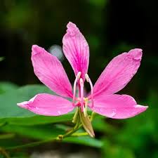 Image result for Bauhinia purpurea