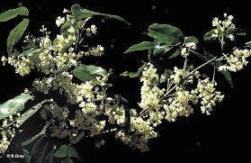 Image result for Rourea