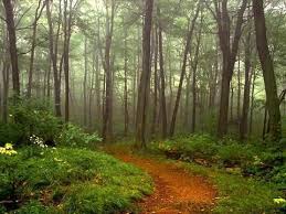Beautiful Nature Scene Woods Trees Beautiful Nature Scenes Nature Scenes Beautiful Nature