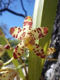 Image result for Satyrium kitimboense