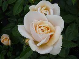 Fragrant and reblooming, its foliage is dense, bright and healthy. Lion S Rose Stammrose 90 100 Cm Rosarium Lottum