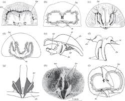 Image result for Pentarhopalopilia