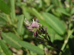 Image result for Alysicarpus rugosus