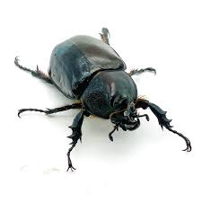 震惊！阿银虫屋雌雄同体变异甲虫惊现？这到底是神兽还是bug？💥-特色爬宠-淘宝好物网