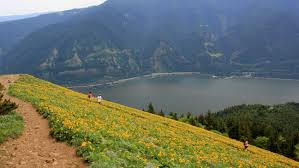 Visitors can enjoy panoramic views of the columbia river gorge and mount hood towering to the south. Dog Mountain Offers Peak Wildflower Viewing In Columbia River Gorge
