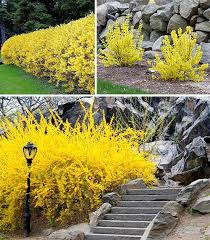 Check spelling or type a new query. Pelbagai Pokok Renek Hiasan Di Bandar 314167 Info