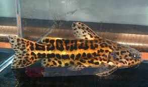 The jaguar catfish (liosomadoras oncinus) is named after the intangible jaguar (panthera onca), and just like its feline namesake, the jaguar catfish can only be found on the south american continent.aquarists began to interested themselves in this beautiful species when it started to arrive as a contaminant in shipments from south america. Liosomadoras Oncinus