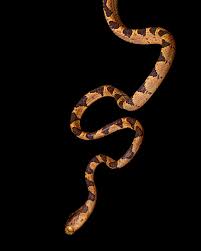 Image result for Imantodes chocoensis