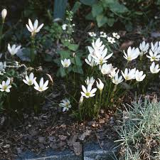Image result for Zephyranthes candida
