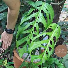 Monstera Esqueleto