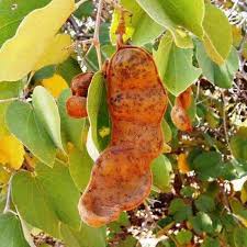 Image result for Anisophyllea boehmii