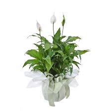 Calla lily peace lily funeral flowers. Why Do We Have Flowers At Funerals