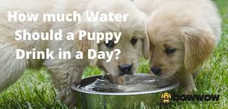 Another way to get your dog to drink more is to offer beverages that have. How Much Water Should A Puppy Drink In A Day Bowwowtech