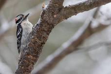 Nesting Birds