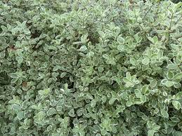 Image result for Pittosporum
