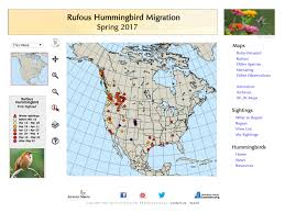 Are Hummingbirds The Next Victim Of Neonicotinoid Exposure