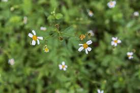 Image result for Bidens ruyigiensis