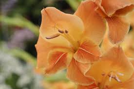 Image result for Gladiolus decoratus