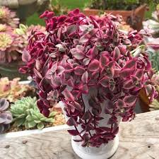Tolerates heat and neglect for a good low water use plant. 31 Awesome Pretty Pink Indoor Houseplants Pink Succulent Pink Plant Plants
