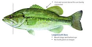 Bass Largemouth Oklahoma Department Of Wildlife Conservation