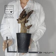 Image result for Xerophyta argentea