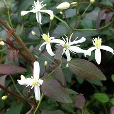 Image result for Clematis recta atropurpurea