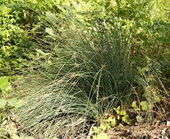 Image result for Juncus