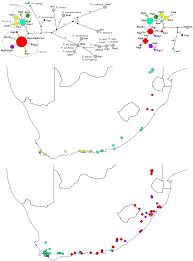 Image result for Rubus runssorensis