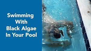 Use a pool water test kit to test and balance your chemical levels. Is It Safe To Swim With Black Algae In My Pool Zagers Pool Spa