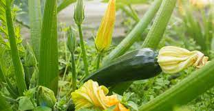 Check spelling or type a new query. How To Plant Grow And Harvest Zucchini And Squash
