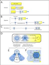 More work to be done: A Framework For Understanding Morphogenesis And Migration Of The Zebrafish Posterior Lateral Line Primordium Sciencedirect
