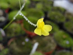 Image result for Utricularia subulata