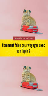 Epingle Sur Animaux Et Insectes