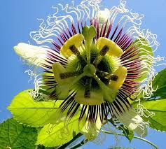 Pin On Flowers