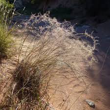 Image result for Sporobolus consimilis