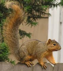 fox squirrel wikipedia