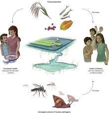 They were originally bred from wolves. Emerging Human Infectious Diseases And The Links To Global Food Production Nature Sustainability