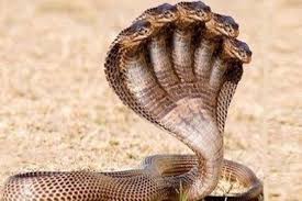The Top 10 Deadliest And Most Venomous Snakes In The World Snake Venom Snake Cute Reptiles