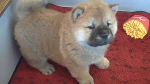 They can live in extremely brutal conditions because of the protection from the undercoat. Smooth Coat Chow Puppy Meets World Youtube