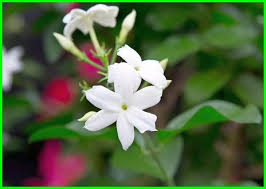Seperti halnya melati, bunga yang bernama latin jasminum officinale punya aroma harum dan pohon cukup lebat. 3 Cara Memperbanyak Bunga Melati Hewata Com
