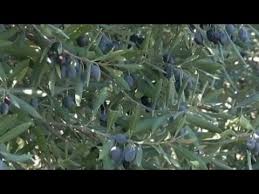 Algerie La Production D Huile D Olive Souffre Des Couts Eleves De La Main D Oeuvre Youtube