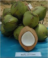 Kertas kerja penanaman kelapa matag. Panduan Tanam Kelapa Matag Teratak Maya Tempatku Lepak