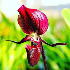 Paphiopedilum Orchideen Orchidee Orchideengarten Orchid Orchids Orchidaceae Dahlenburg Wendland Niedersachsen Nordd Orchideen Garten Orchideen Blumen