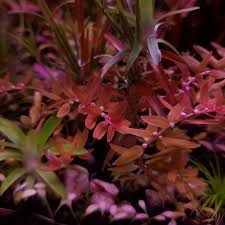 Image result for Elatine triandra