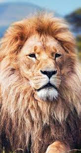 Animal Wallpaper Background Phone Lion Animal Wallpaper Lion Wallpaper Iphone Lion Wallpaper