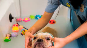 6 Lavish Dog Spas Across America Mental Floss