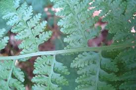 Image result for Microlepia speluncae